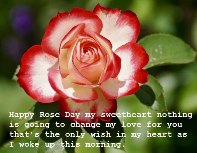 rose day wishes for gf