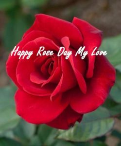 happy rose day greeting sayings